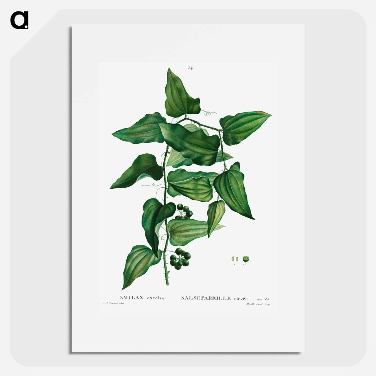 Smilax - Pierre Joseph Redouté Poster.