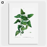 Smilax - Pierre Joseph Redouté Poster.