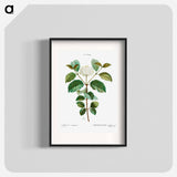 Common dogwood - Pierre Joseph Redouté Poster.