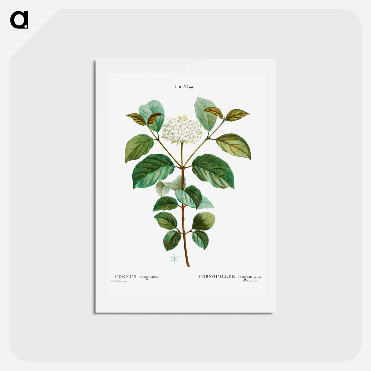 アートポストカード-Common dogwood - ピエール ジョゼフ ルドゥーテ Postcard.