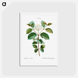 アートポストカード-Common dogwood - ピエール ジョゼフ ルドゥーテ Postcard.