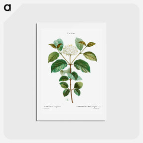 アートポストカード-Common dogwood - ピエール ジョゼフ ルドゥーテ Postcard.