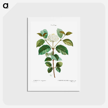 アートポストカード-Common dogwood - ピエール ジョゼフ ルドゥーテ Postcard.