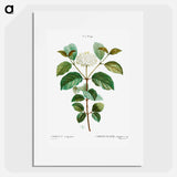 Common dogwood - Pierre Joseph Redouté Poster.
