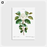 アートポストカード-Common dogwood - ピエール ジョゼフ ルドゥーテ Postcard.