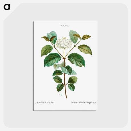 アートポストカード-Common dogwood - ピエール ジョゼフ ルドゥーテ Postcard.
