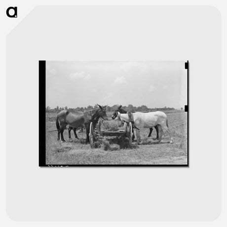 アートポストカード-Mules' Lunch Break
 - ラッセル リー Postcard.