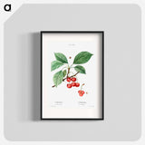Cherry, Cerasus - Pierre Joseph Redouté Poster.