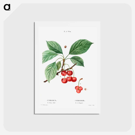 アートポストカード-Cherry, Cerasus - ピエール ジョゼフ ルドゥーテ Postcard.