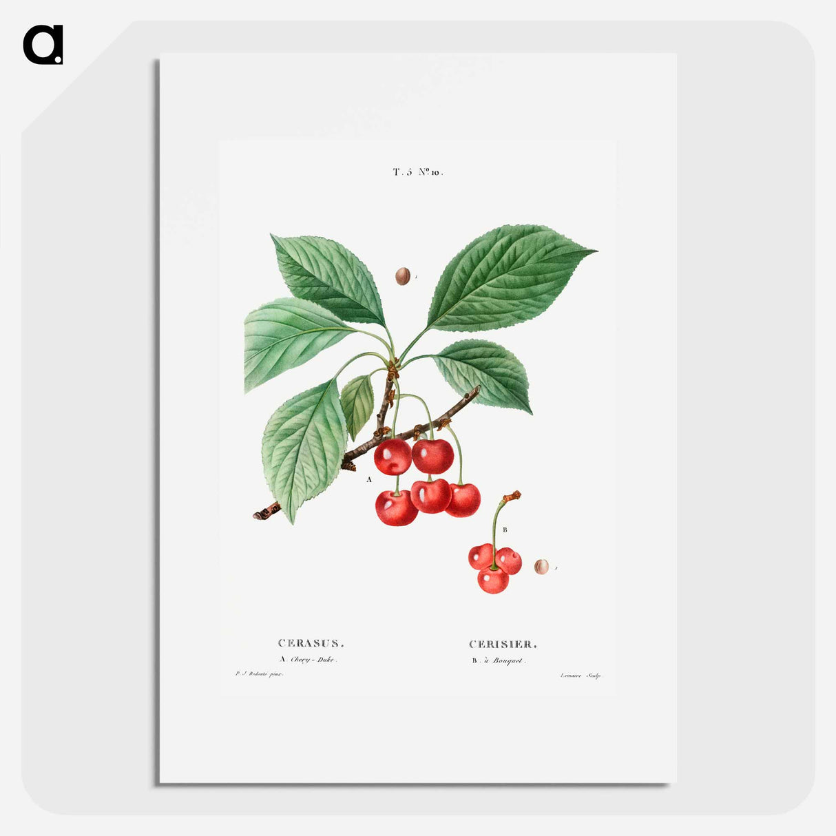 Cherry, Cerasus - Pierre Joseph Redouté Poster.