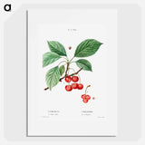 Cherry, Cerasus - Pierre Joseph Redouté Poster.