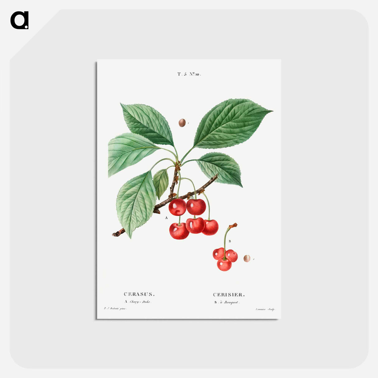 アートポストカード-Cherry, Cerasus - ピエール ジョゼフ ルドゥーテ Postcard.