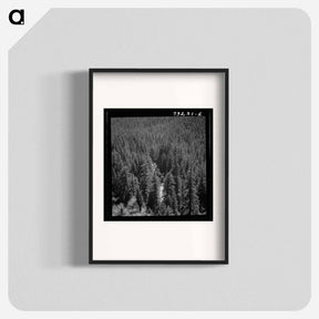 アートポスター-Willamette National Forest
 - ラッセル リー Poster.