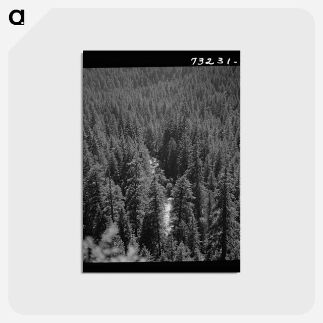 アートポストカード-Willamette National Forest
 - ラッセル リー Postcard.