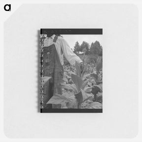 アートメモ帳-Untitled photo, possibly related to: tenant topping tobacco. Person County, North Carolina - ドロテア ラング Memo.