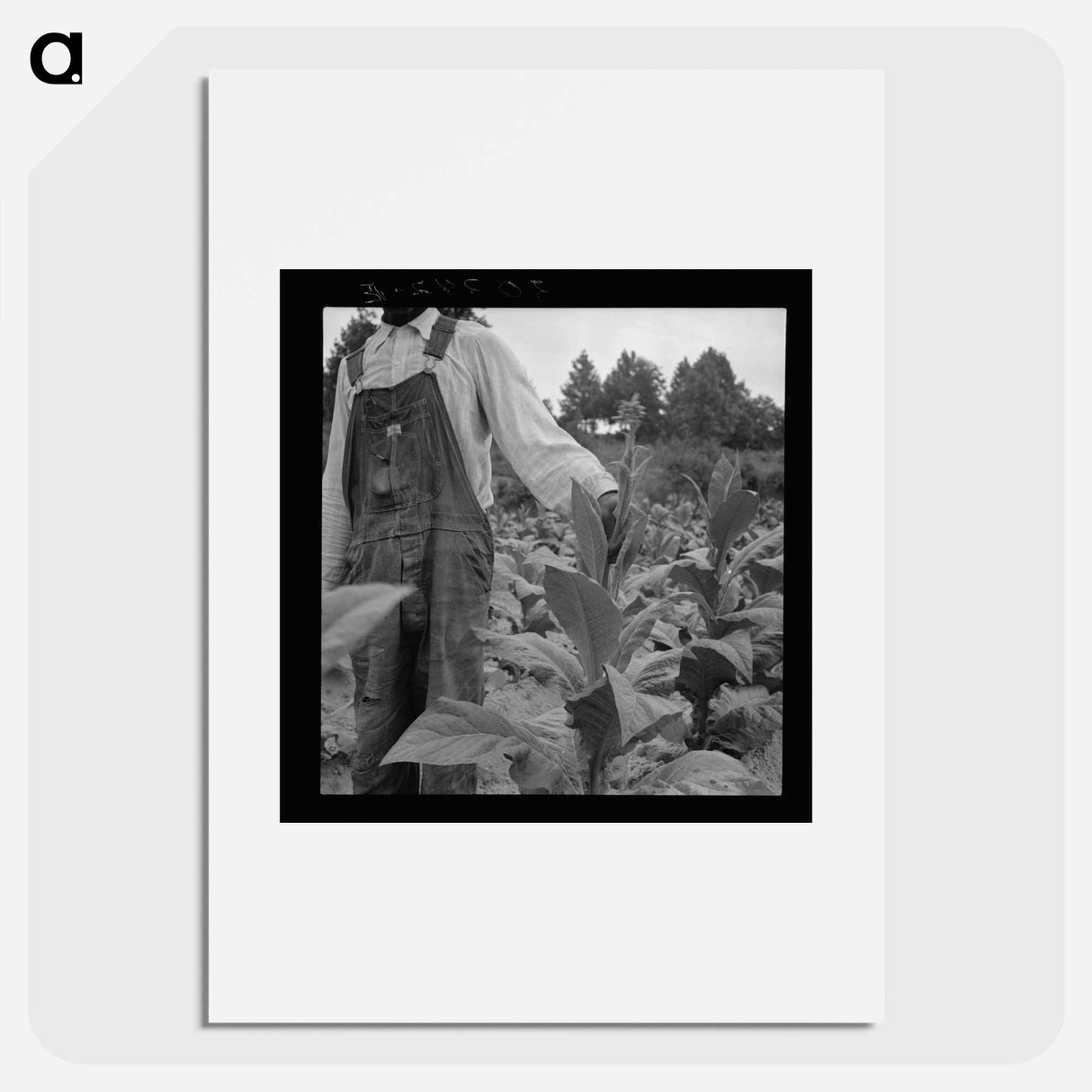 Untitled photo, possibly related to: tenant topping tobacco. Person County, North Carolina - Dorothea Lange Poster.