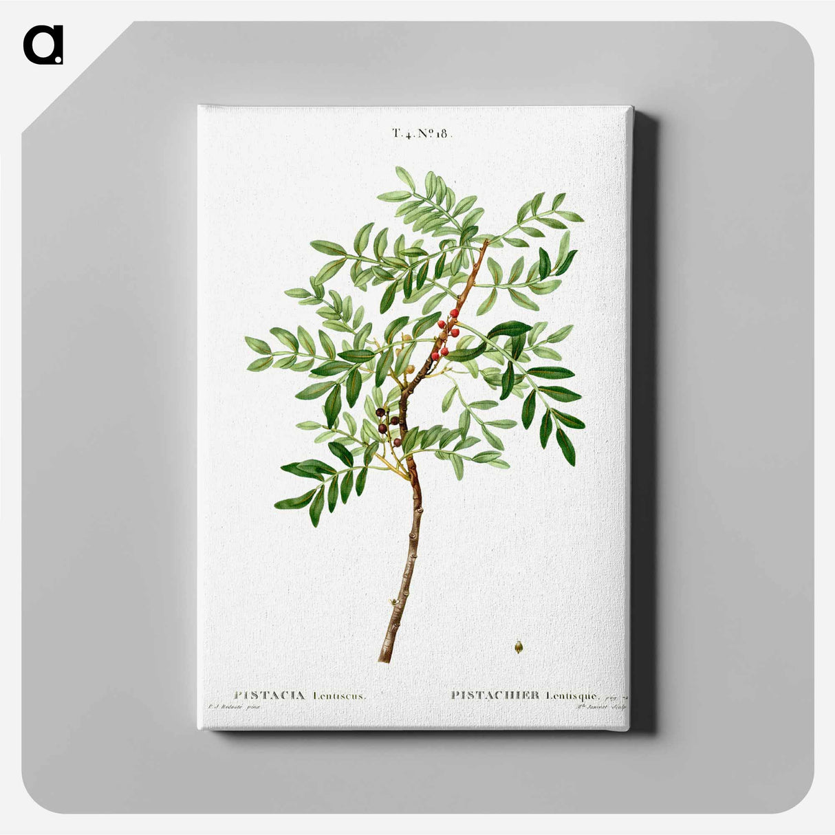 アートパネル-Lentisk, Pistacia lentiscus - ピエール ジョゼフ ルドゥーテ Canvas.