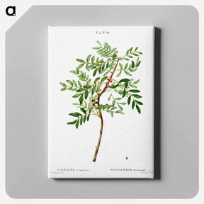 アートパネル-Lentisk, Pistacia lentiscus - ピエール ジョゼフ ルドゥーテ Canvas.