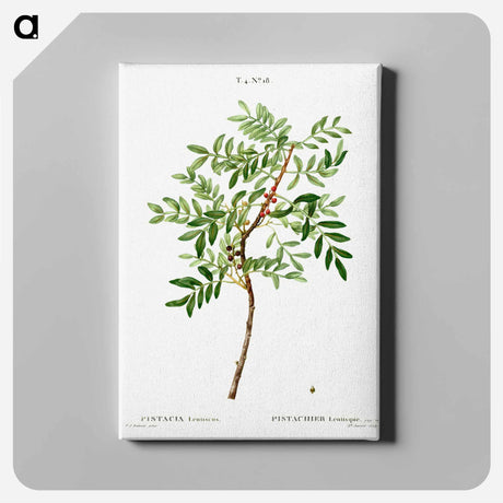 アートパネル-Lentisk, Pistacia lentiscus - ピエール ジョゼフ ルドゥーテ Canvas.