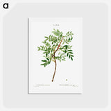 アートポストカード-Lentisk, Pistacia lentiscus - ピエール ジョゼフ ルドゥーテ Postcard.