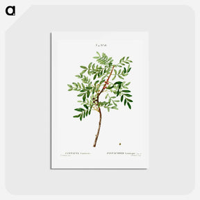 アートポストカード-Lentisk, Pistacia lentiscus - ピエール ジョゼフ ルドゥーテ Postcard.
