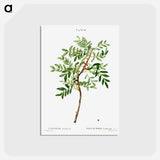 アートポストカード-Lentisk, Pistacia lentiscus - ピエール ジョゼフ ルドゥーテ Postcard.