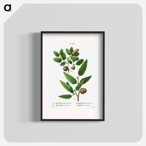 アートポスター-Aleppo oak, Quercus infectoria 2. Lebanon oak, Quercus Libani from Traité des Arbres et Arbustes que l'on cultive en France en pleine terre - ピエール ジョゼフ ルドゥーテ Poster.