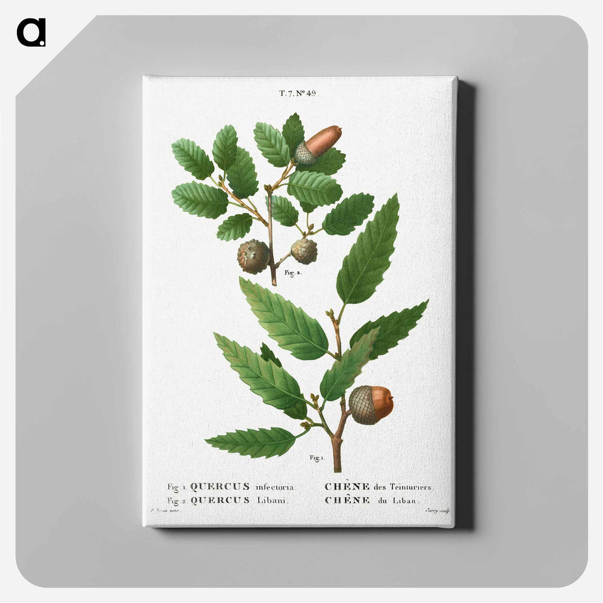 アートパネル-Aleppo oak, Quercus infectoria 2. Lebanon oak, Quercus Libani from Traité des Arbres et Arbustes que l'on cultive en France en pleine terre - ピエール ジョゼフ ルドゥーテ Canvas.