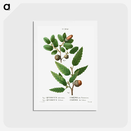 アートポストカード-Aleppo oak, Quercus infectoria 2. Lebanon oak, Quercus Libani from Traité des Arbres et Arbustes que l'on cultive en France en pleine terre - ピエール ジョゼフ ルドゥーテ Postcard.