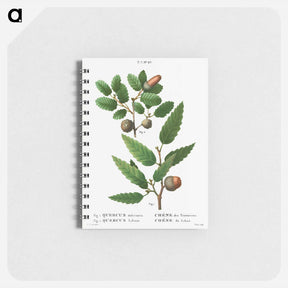 アートメモ帳-Aleppo oak, Quercus infectoria 2. Lebanon oak, Quercus Libani from Traité des Arbres et Arbustes que l'on cultive en France en pleine terre - ピエール ジョゼフ ルドゥーテ Memo.