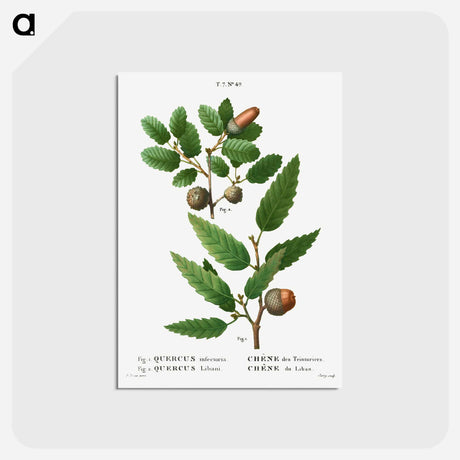 アートポストカード-Aleppo oak, Quercus infectoria 2. Lebanon oak, Quercus Libani from Traité des Arbres et Arbustes que l'on cultive en France en pleine terre - ピエール ジョゼフ ルドゥーテ Postcard.