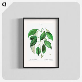 アートポスター-Camphor tree - ピエール ジョゼフ ルドゥーテ Poster.