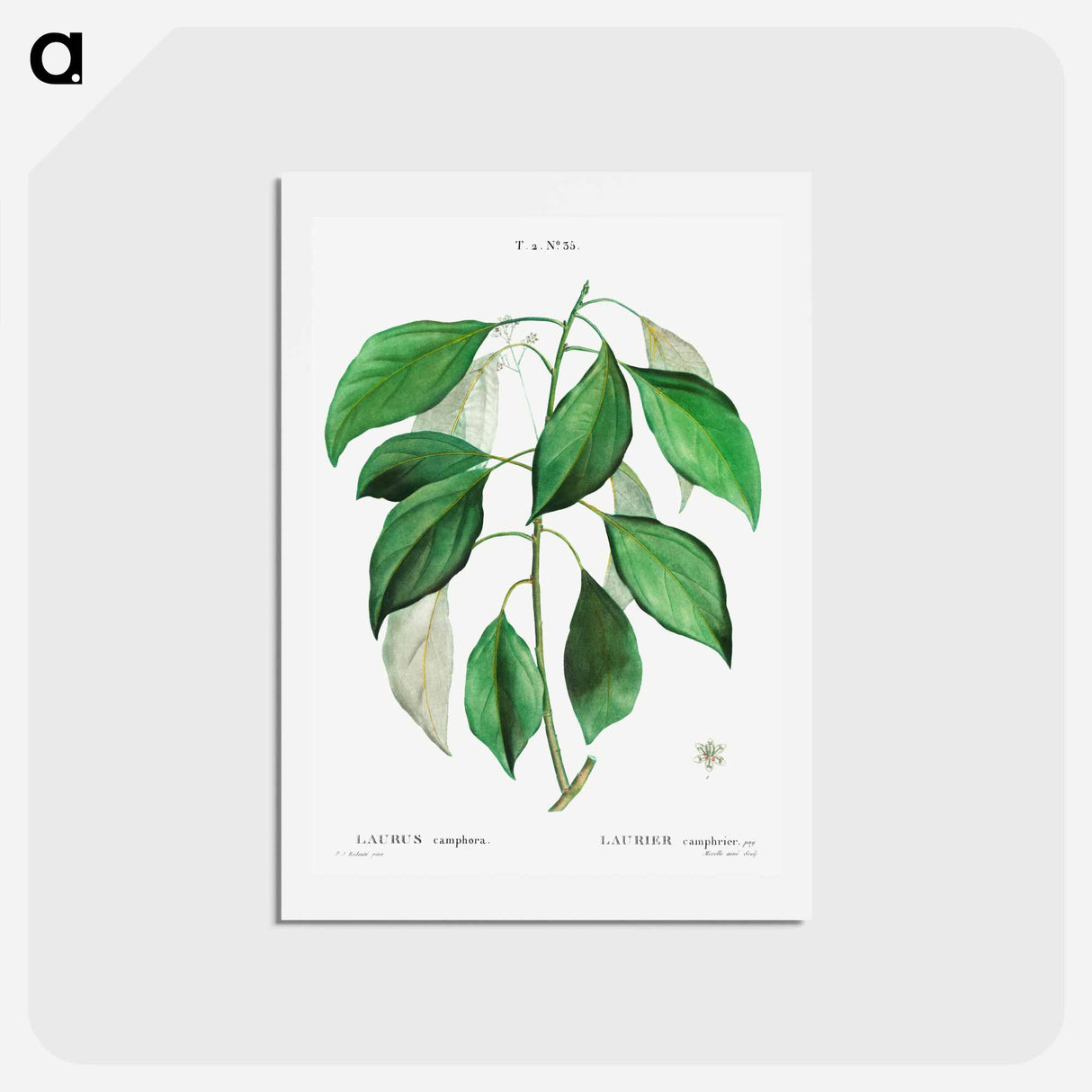 アートポストカード-Camphor tree - ピエール ジョゼフ ルドゥーテ Postcard.