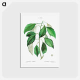 アートポストカード-Camphor tree - ピエール ジョゼフ ルドゥーテ Postcard.