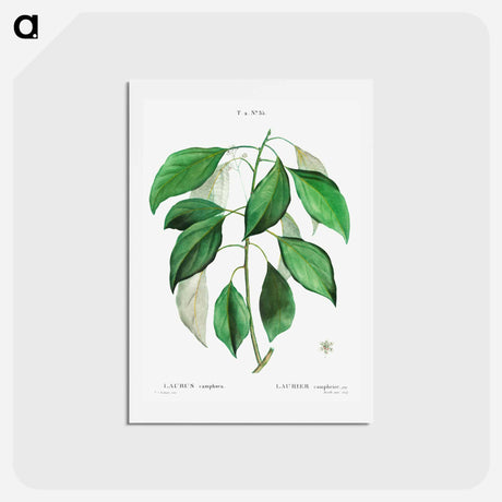 アートポストカード-Camphor tree - ピエール ジョゼフ ルドゥーテ Postcard.