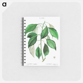 アートメモ帳-Camphor tree - ピエール ジョゼフ ルドゥーテ Memo.