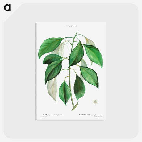 アートポストカード-Camphor tree - ピエール ジョゼフ ルドゥーテ Postcard.