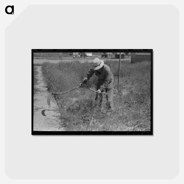 アートポストカード-FSA Labor Camp
 - ラッセル リー Postcard.