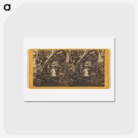 アートポストカード-Two Women and Two Girls
 - エドワード マイブリッジ Postcard.