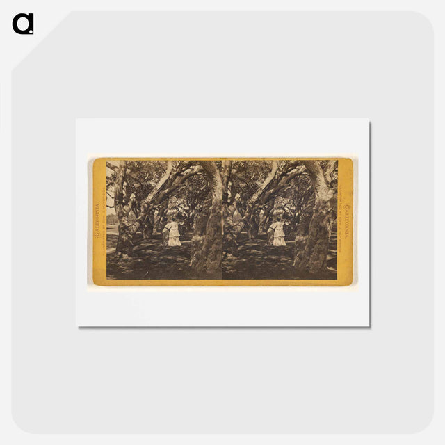アートポストカード-Two Women and Two Girls
 - エドワード マイブリッジ Postcard.
