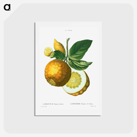 アートポストカード-Adam's apple - ピエール ジョゼフ ルドゥーテ Postcard.