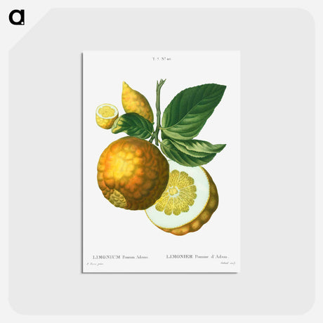 アートポストカード-Adam's apple - ピエール ジョゼフ ルドゥーテ Postcard.