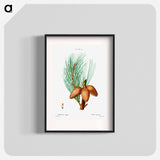 Pitch pine - Pierre Joseph Redouté Poster.