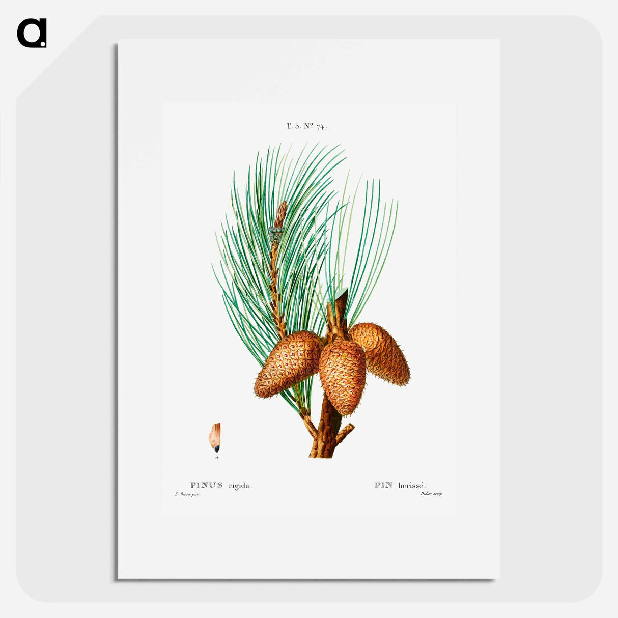 Pitch pine - Pierre Joseph Redouté Poster.