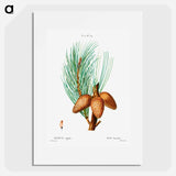 Pitch pine - Pierre Joseph Redouté Poster.