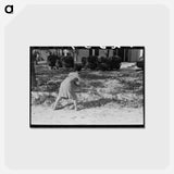 アートポストカード-Picking Up Pecans
 - ラッセル リー Postcard.