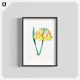 Antique plant - Pierre Joseph Redouté Poster.