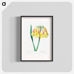 アートポスター-Antique plant - ピエール ジョゼフ ルドゥーテ Poster.