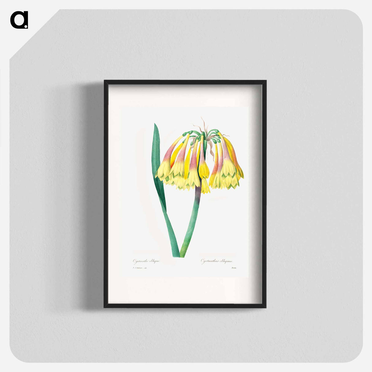 Antique plant - ピエール ジョゼフ ルドゥーテ Poster.