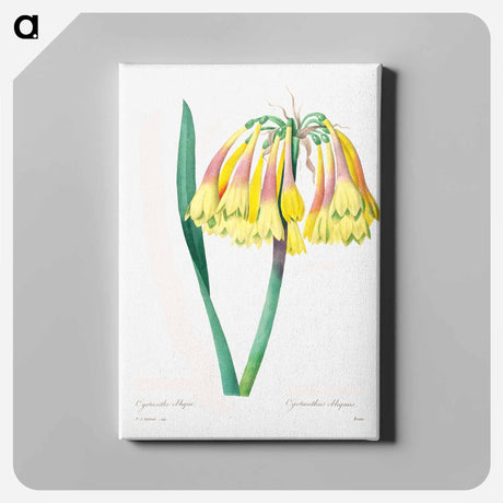 アートパネル-Antique plant - ピエール ジョゼフ ルドゥーテ Canvas.